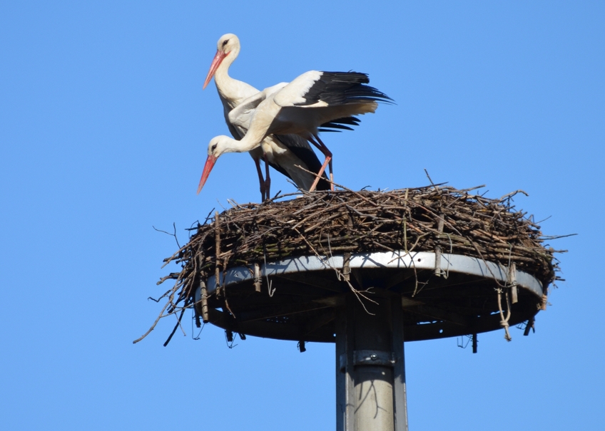 DSC_0065 DSC_0065