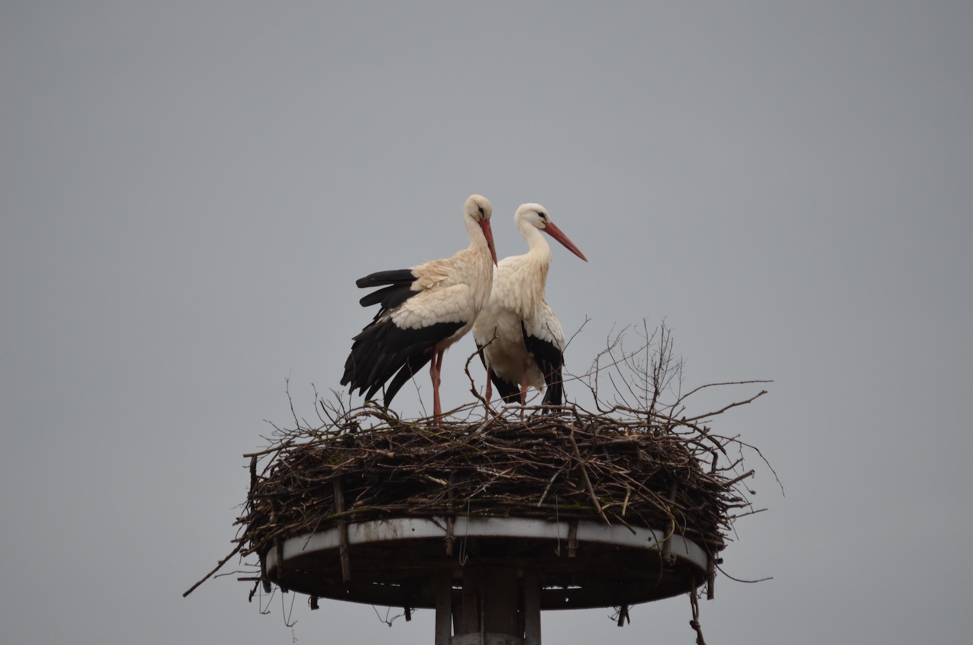 DSC_0350 DSC_0350